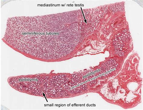 Male Reproductive System Histology