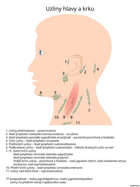 Lymfatické uzliny příznaky a léčba
