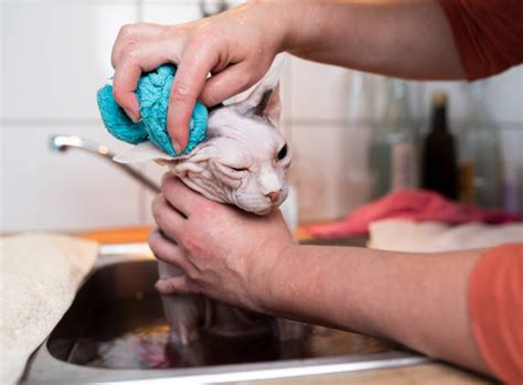 How To Clean Cats Ears Pet Care Advisors