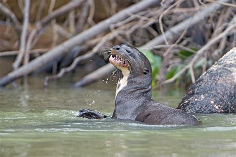 Giant Otter Facts, Habitat, Conservation Status, Zoo Populations ...