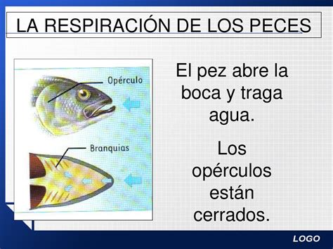 RESPIRACION PECES By Jorge Jimenez Issuu