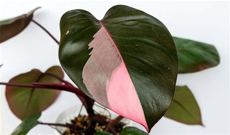 Tipos De Filodendros Fascinantes Para Seu Jardim Super Universo Das