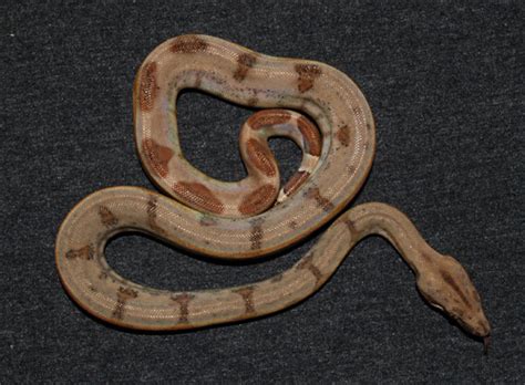 My Pearl Island Boa Reptile Forums