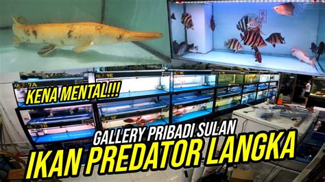 Kena Mental Galeri Ikan Predator Unik Langka Dan Kolektor Item