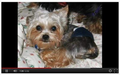 Miniature Yorkshire Terrier: Yorkie Yorkshire Terrier Rescues and Adoptions