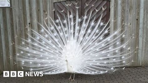 Snowy The White Peacock Recovering After Being Hit By Car