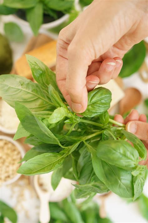 Basil Pesto Recipe (Pesto Alla Genovese) - Gathering Dreams