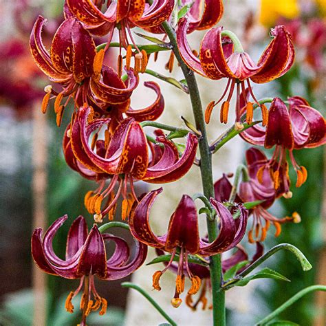 Claude Shride Turk S Cap Lily Brecks Premium Bulbs