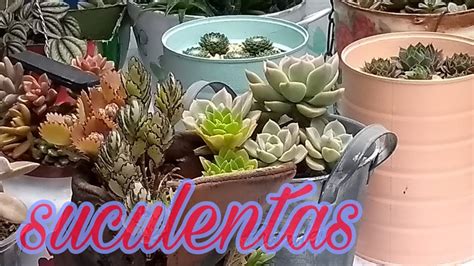 Manual De Cultivo De Suculentas Para Iniciantes Youtube