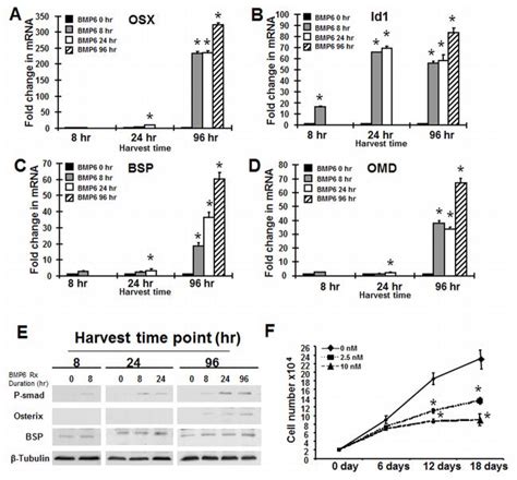 The Transcription Factor Osterix Sp Regulates Bmp Induced Human