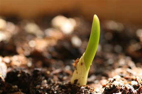 Cómo cultivar ajos en macetas dentro de casa