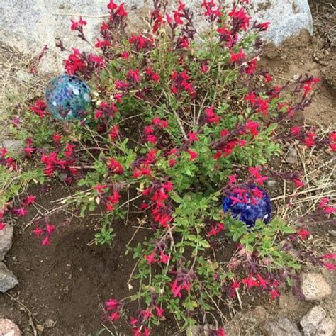 Autumn Sage Salvia Greggii In The Salvias Database