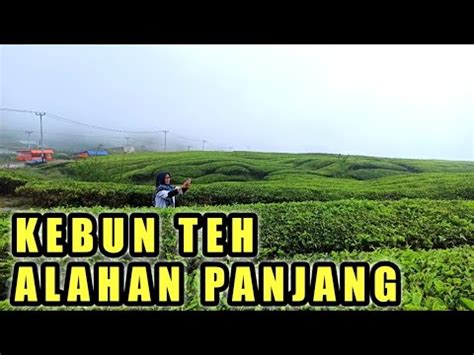 Kebun Teh Alahan Panjang Sumatera Barat Youtube