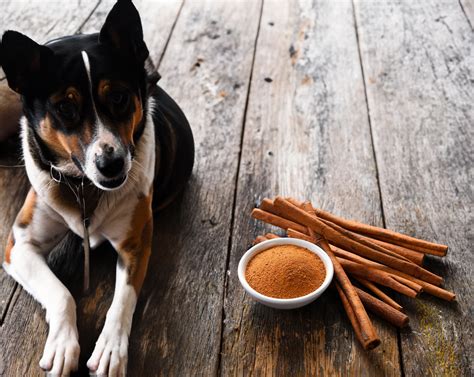Can Dogs Eat Curry Powder? • CanDogsEat