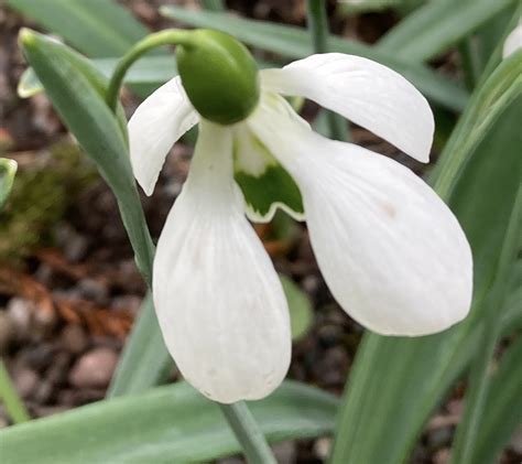 Galanthus ‘quatrefoil Morlas Plants