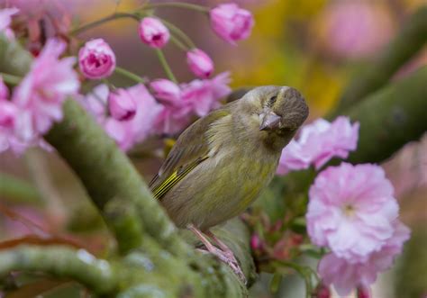 Greenfinch Finch Bird Free Photo On Pixabay