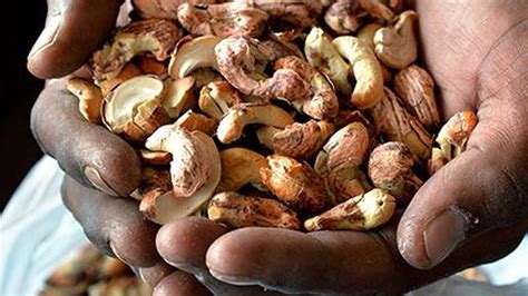 Restore Incentive For Cashew Exports Tamil Nadu Cashew Processors And