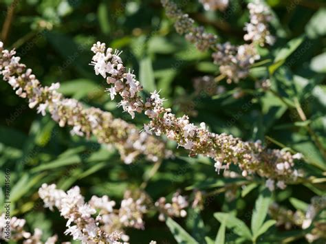 Vitex Agnus Castus Latifolia Alba Gattilier Blanc Ou Poivre Du