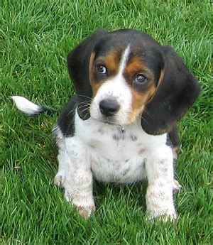 Pocket Beagle Dog Info, Temperament, Training, Puppies, Pictures