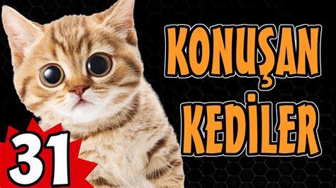 Konu An Kediler En Komik Kedi Videolar Komik Kedi Videosu Youtube