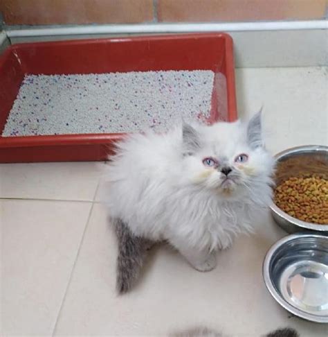 Gato persa himalayo 【 ANUNCIOS Julio 】 | Clasf