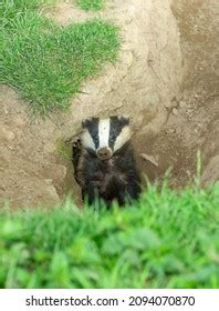 Badger Burrow: Over 567 Royalty-Free Licensable Stock Photos | Shutterstock