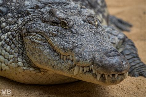 Krokodil Foto & Bild | tiere, zoo, wildpark & falknerei, amphibien ...