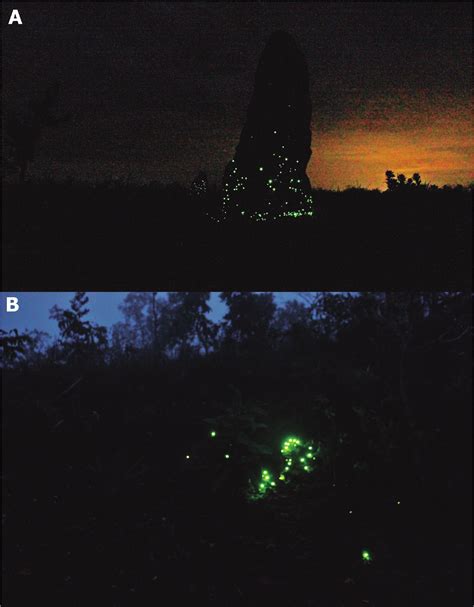 Inventory and ecological aspects of bioluminescent beetles in the