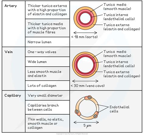 5 Types Of Blood Vessels