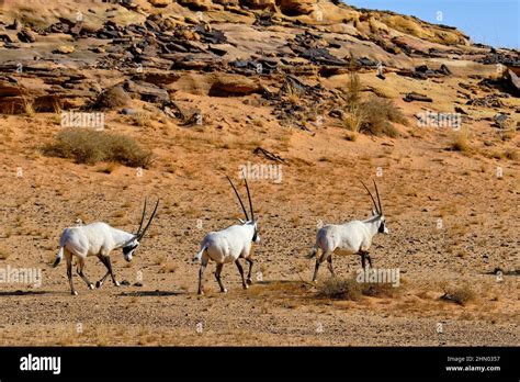 Saudi Arabia Al Madinah Region Alula Or Al Ula Sharaan Nature