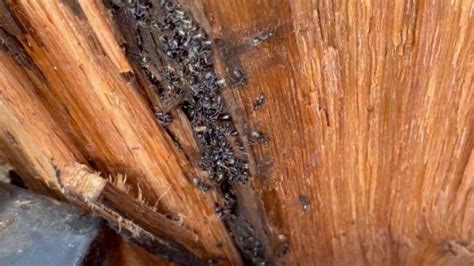 Signs Of Carpenter Ant Damage