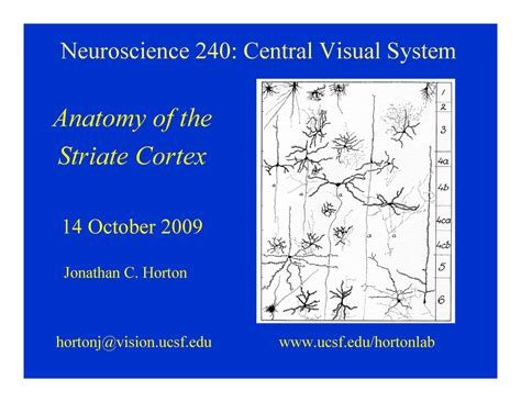 Neuroscience 240 Central Visual System 4 Neuroscience 240 Central