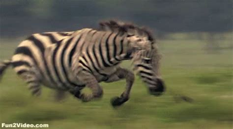 Zebra Chasing GIF - Zebra Chasing GIFs | Say more with Tenor