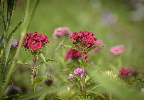 Padang Rumput Kebun Cengkeh Foto Gratis Di Pixabay Pixabay