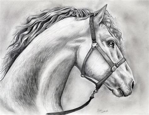 Pencil Sketch Horse Images - pencildrawing2019