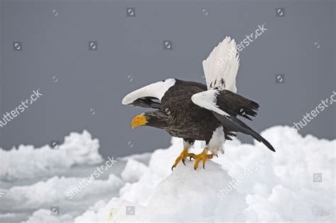 Stellers Seaeagle Haliaeetus Pelagicus Adult Standing Editorial Stock