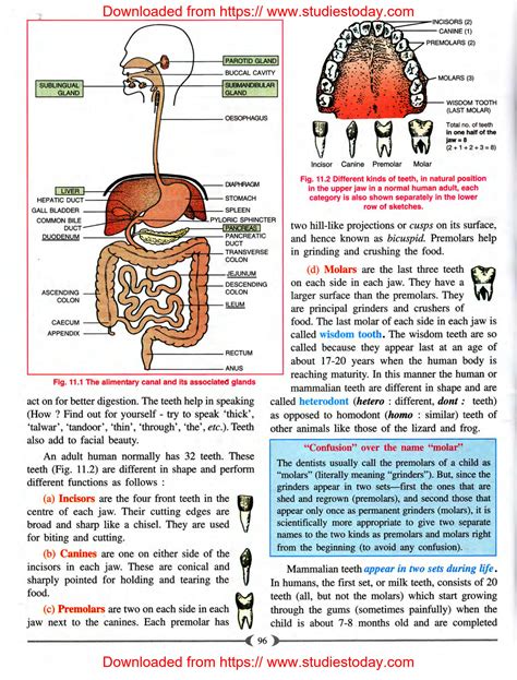 Solution Icse Class Biology Chapter Digestive System Studypool