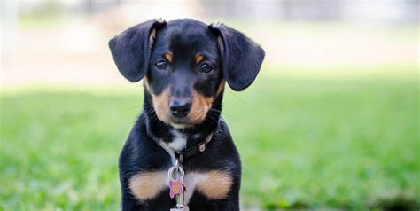 18 Best Mixed Breed Dogs Cutest Breed Dog Mixes