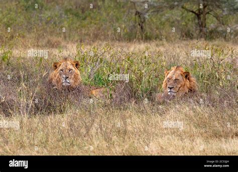 Lion (Panthera leo).Two male lions lying in the long grass, Lake Nakuru ...