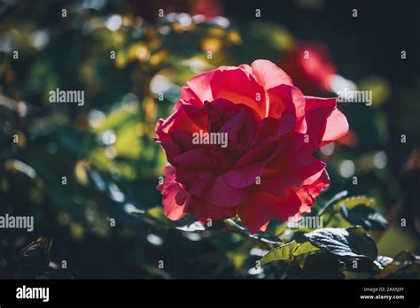 Dark Pink Rose Hi Res Stock Photography And Images Alamy