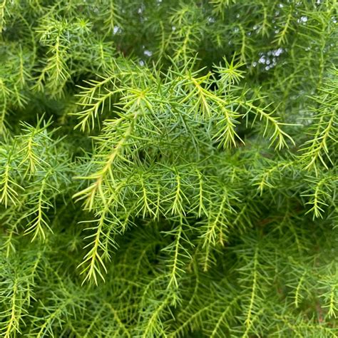 Buy Cryptomeria Japonica Elegans Viridis Architectural Plants