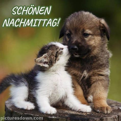 Einen schönen nachmittag bild Katze und Hund