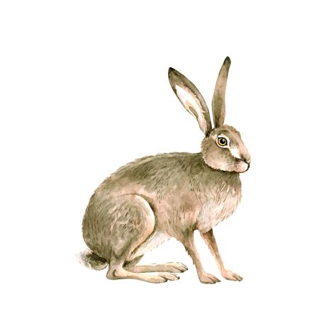 Premium Vector Animal Gray Hare Watercolor Illustration Hand Painted