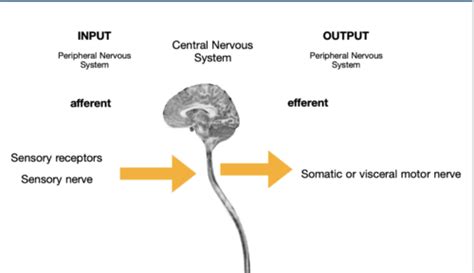 Intro To Neuroscience Neurophysiology Flashcards Quizlet