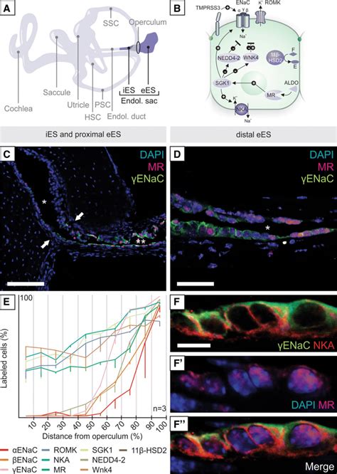 Immunolocalization Of Aldosterone ALDO Regulated Ion Transport