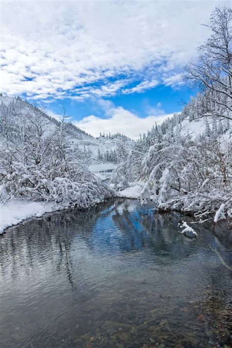 Montes Bonitos Do Taiga Em Extremo Oriente De Rússia Ao Princípio De