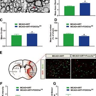 ART Treatment Promoted Neurogenesis In SVZ And The Perilesional Cortex