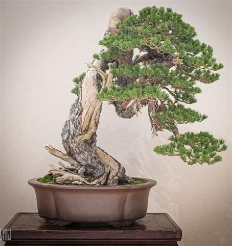 Pin Di Art Is Moonwalker Su Bonsai