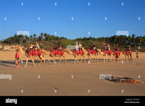 Camel Train Broome Western Australia Stock Photo - Alamy