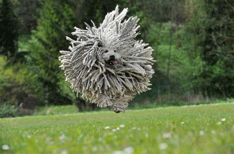 Puli Running